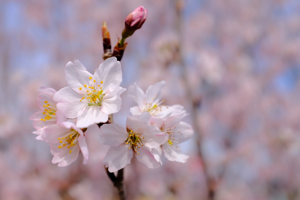 淡墨桜2