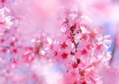 櫻
