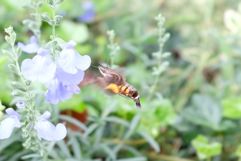 蜜を求め