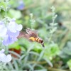 蜜を求め