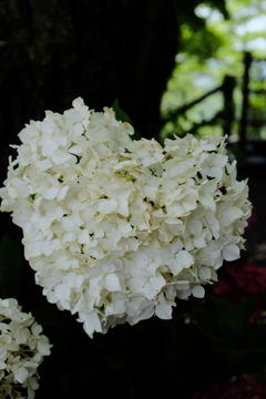 Whiteheart