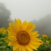濃霧の中に咲く太陽