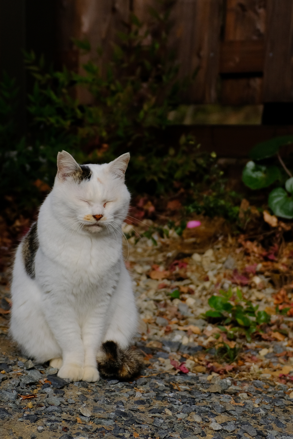 神社猫