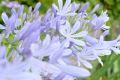 花  開く