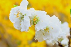 春〜 桃の花