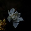 クチナシの花