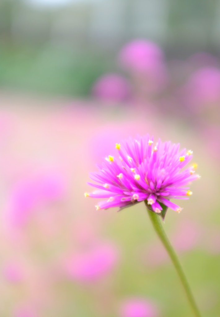 花飾り