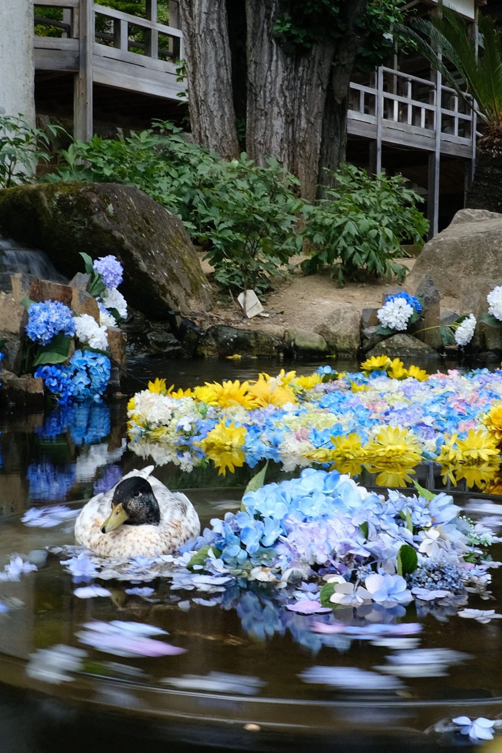 紫陽花の浮かぶ池で