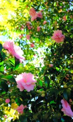 山茶花