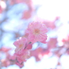 ソフト