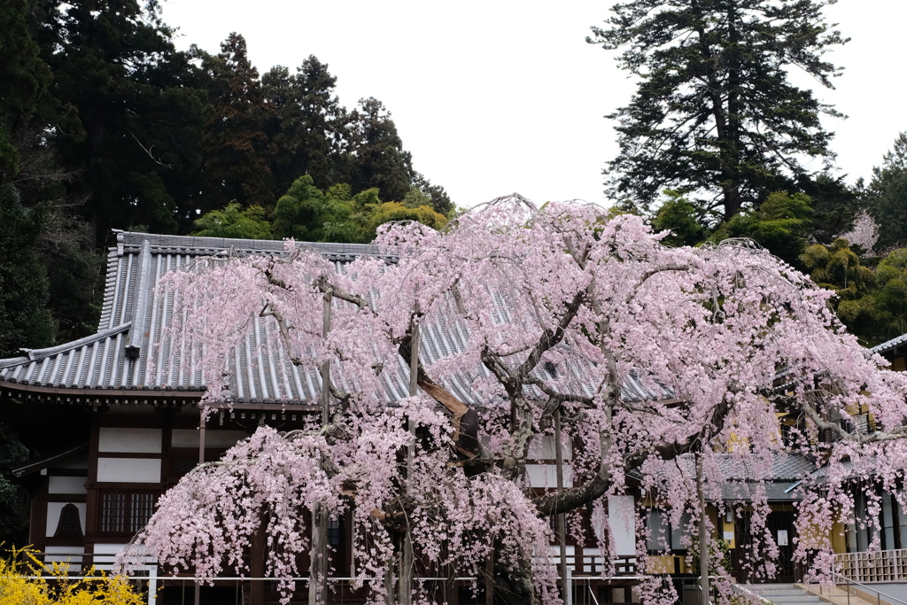 枯木  桜
