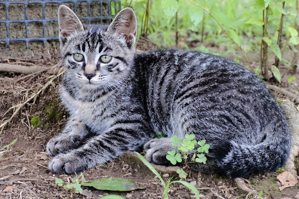 公園の猫