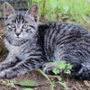 公園の猫