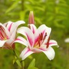 百合