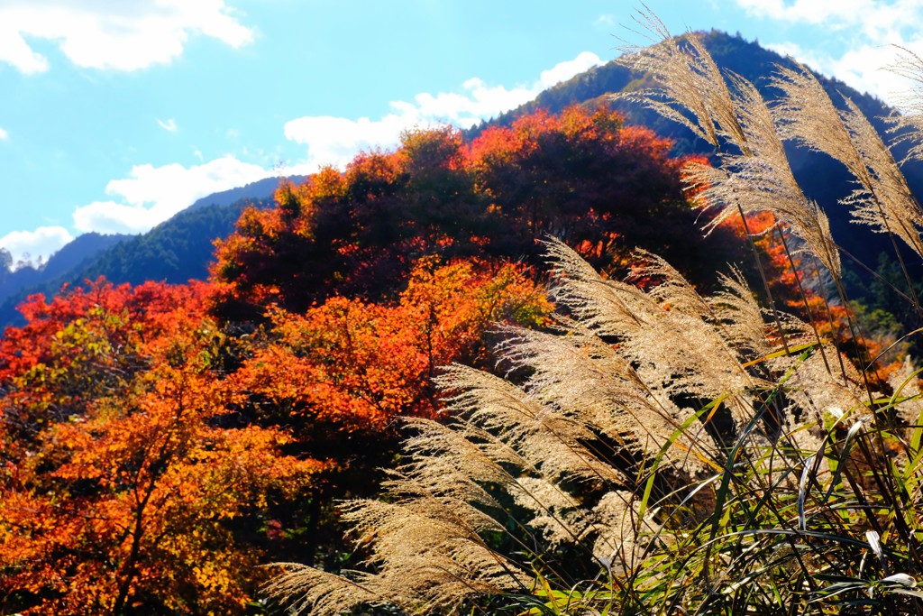 燃ゆる 紅葉  輝くススキ