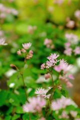 小さくも可憐な花たち