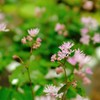 小さくも可憐な花たち