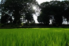 田舎の風景