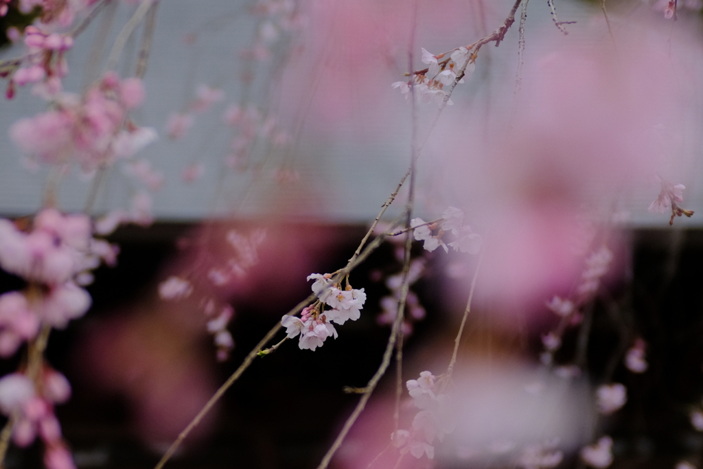 枝垂れ桜2