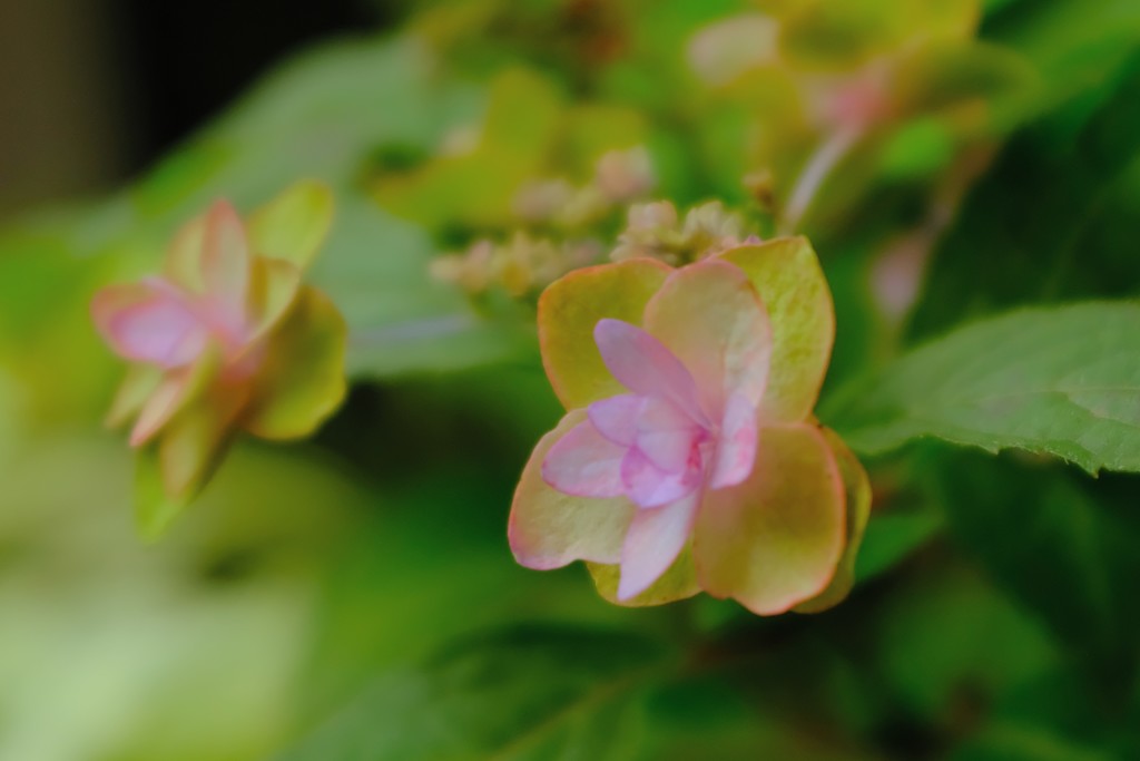 小さくも可憐な花たち4