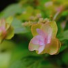 小さくも可憐な花たち4