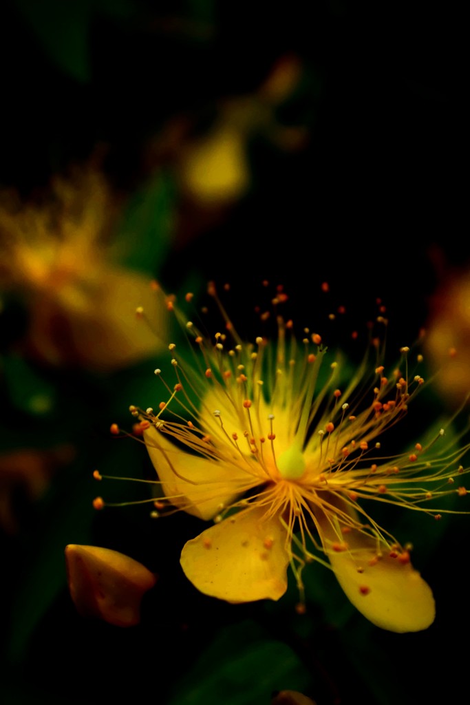 スポットライト