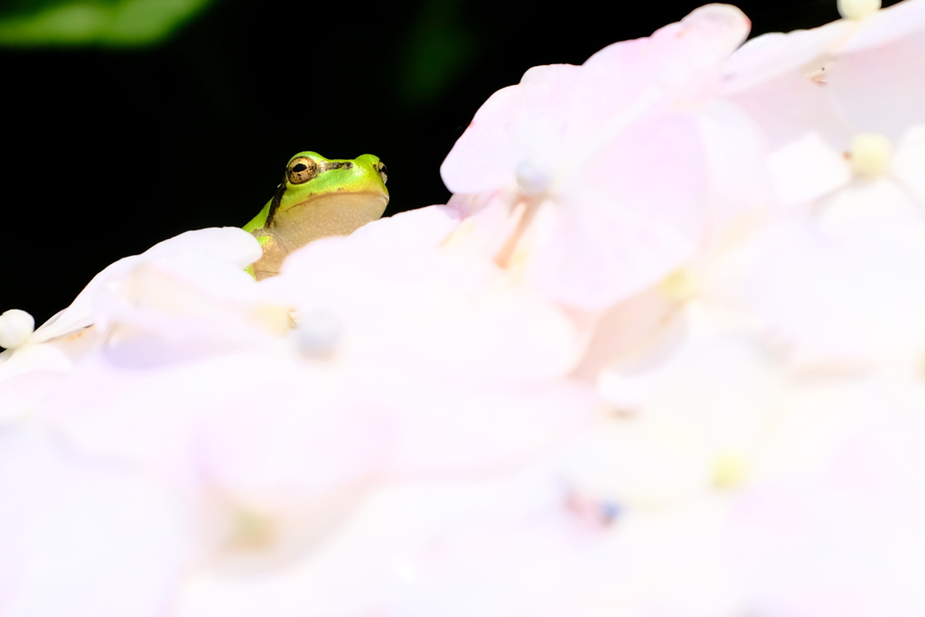 アマガエル