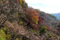 桜山公園