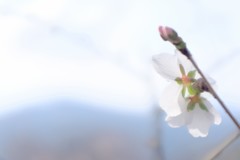 遠く  春を   懐う