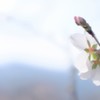 遠く  春を   懐う