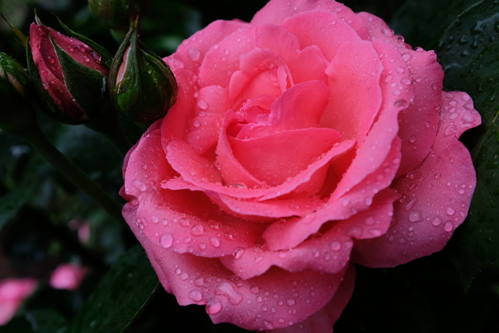 雨薔薇 3
