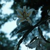 夕闇に咲く