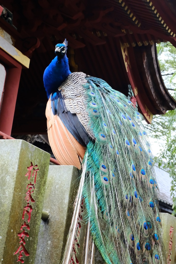 孔雀