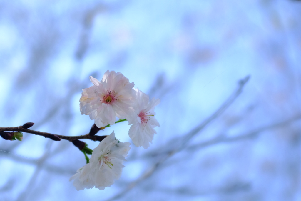 十月桜