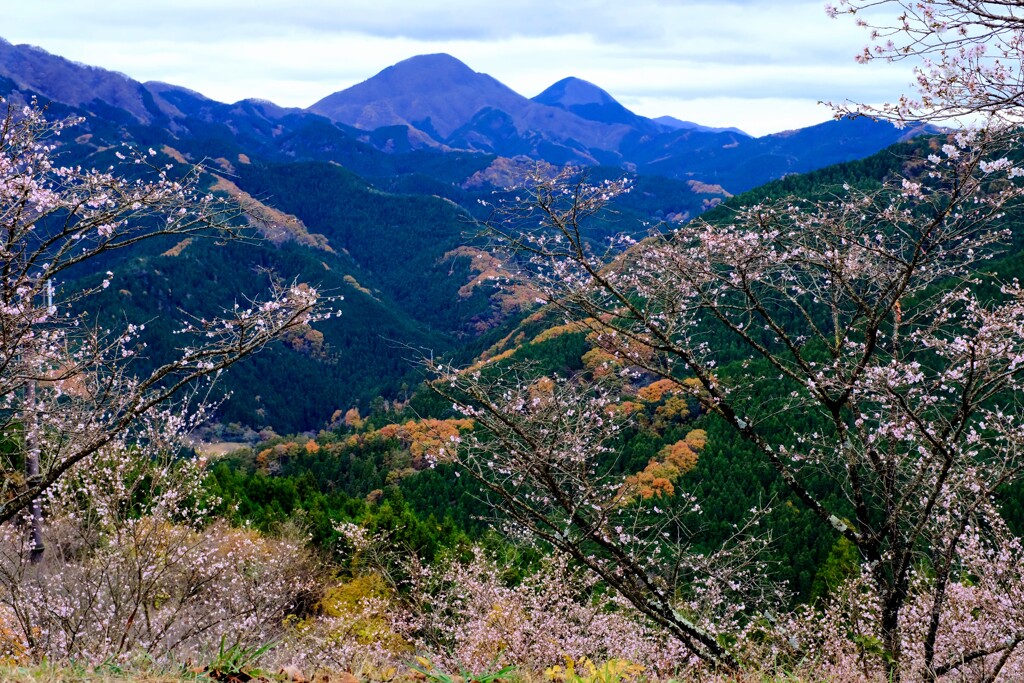 桜の風景