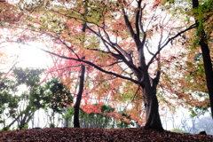 光と  紅葉