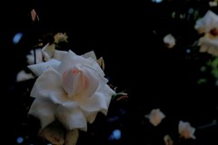 そっと  静かに