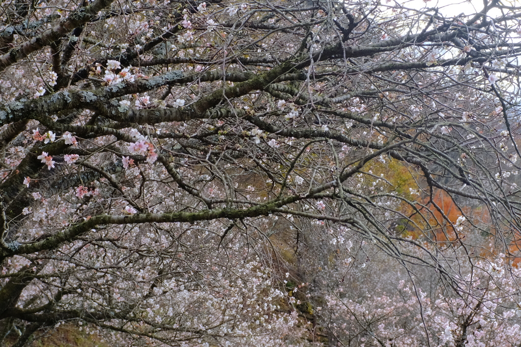 冬桜