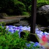 紫陽花の池