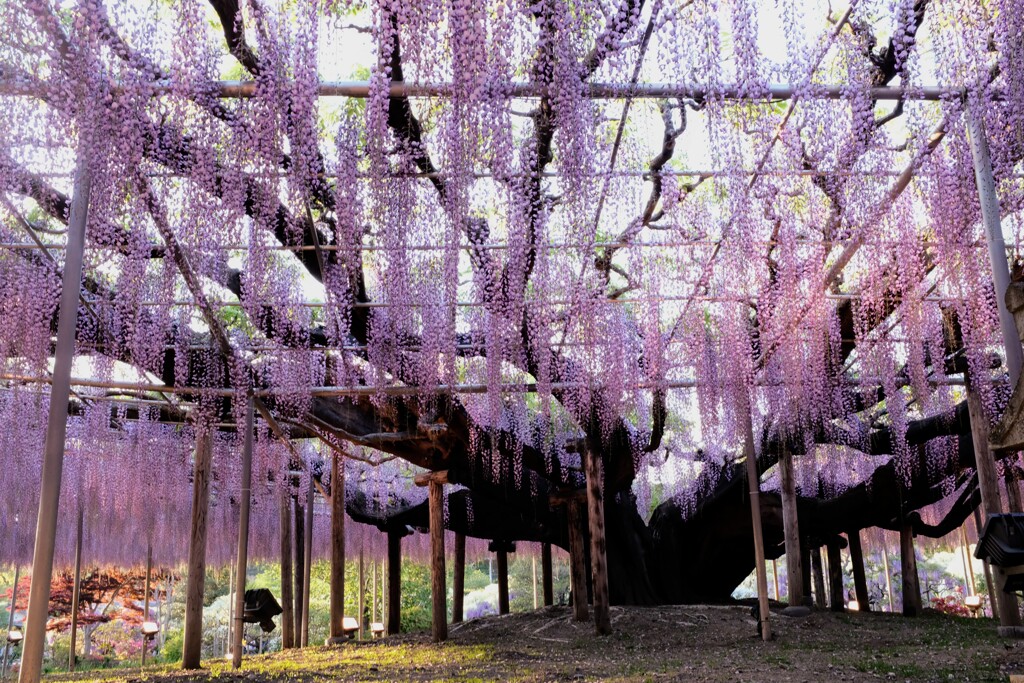 西陽の中