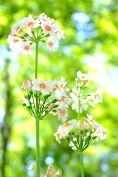 初夏の花