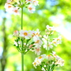 初夏の花