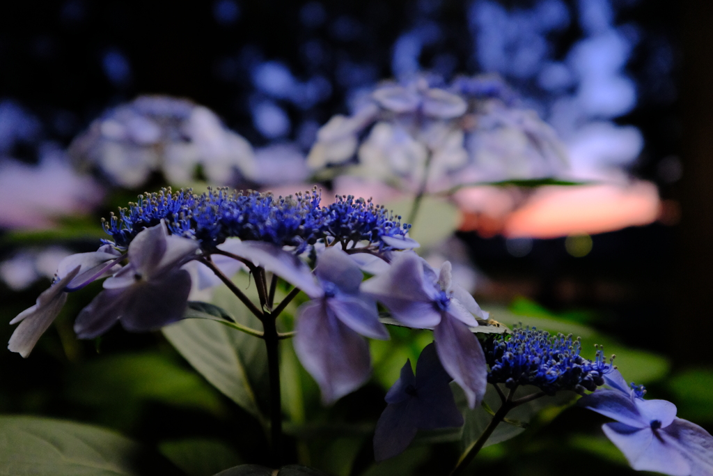 紫陽花と夕景