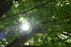 公園の木漏れ日
