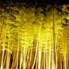 金明孟宗竹 ライトアップ