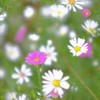 初秋に咲く 可憐な花