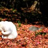 落ち葉  と ねこ