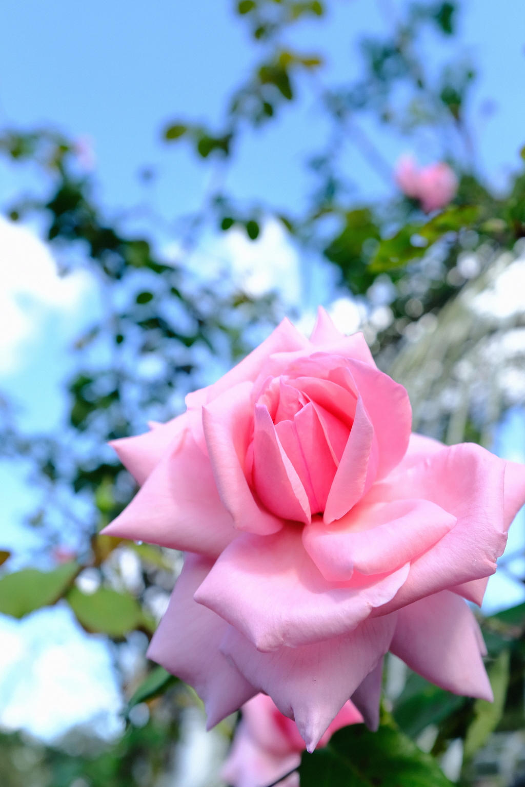 秋空の 薔薇