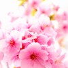 河津桜2