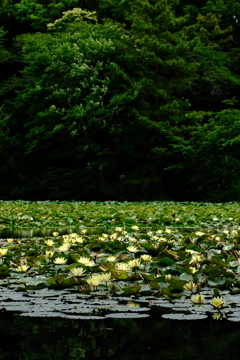 睡蓮の池